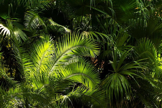 La biodiversité du Jardin d'Eden