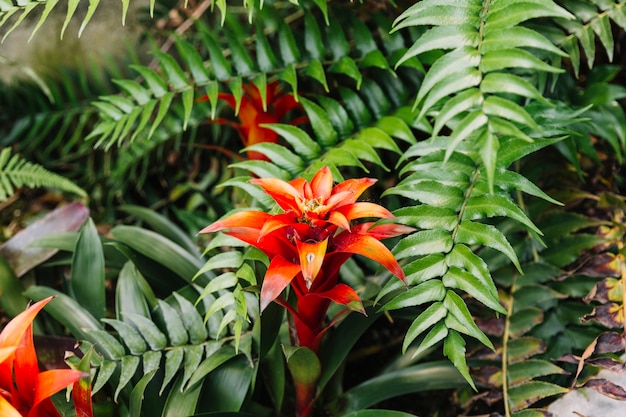 Les espèces endémiques du Jardin d'Eden