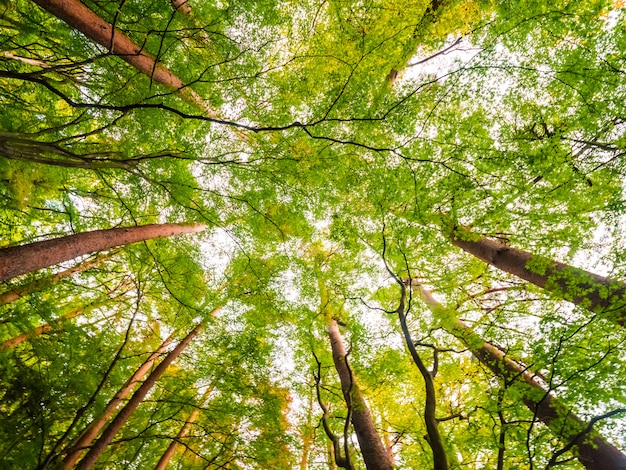 Les principales règles de sécurité en forêt